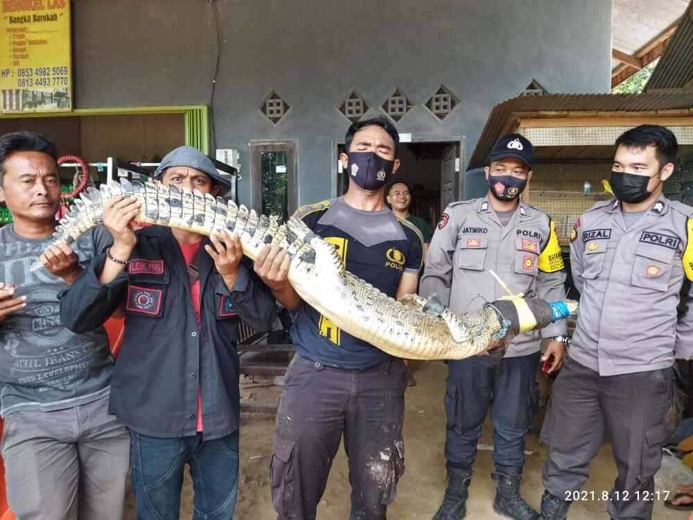 Buaya di Rantau Pulung - Polsek dan Camat